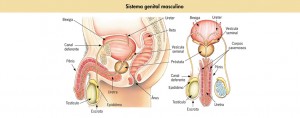 anatomia_masculina